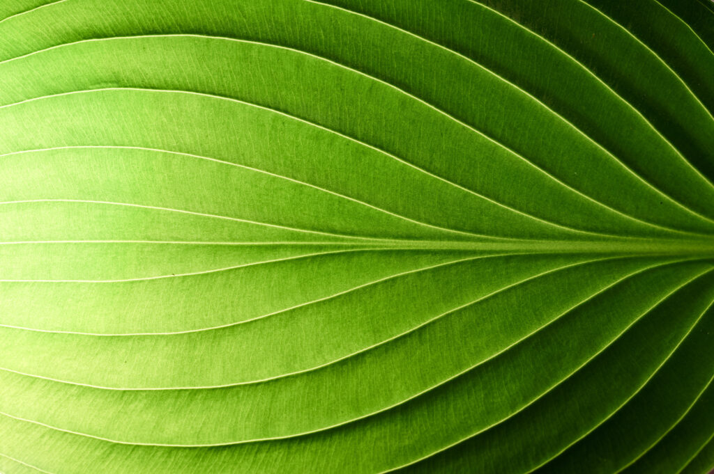 Close-up of a vibrant green leaf with prominent veins running parallel from the central vein outward.