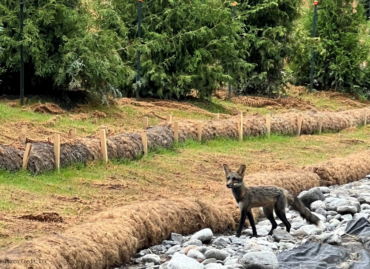 A black and silver fox stands on a rocky path beside a mulched area with newly planted conifer trees in the background.